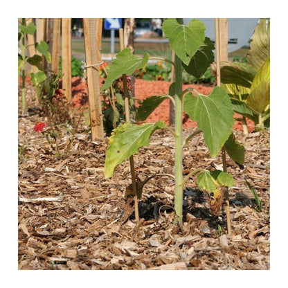 Racine – Paillage biodégradable en plaquettes forestières bois – Lot de 48 sacs de 50l – Couvre 48m² – Améliore la santé du jardin