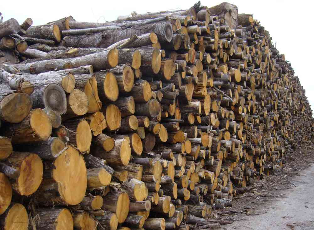 2 m - stère : CHATAIGNIER